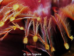 "Underwater Petals" feather duster worm, G12 ucl165 no st... by Jun Tagama 